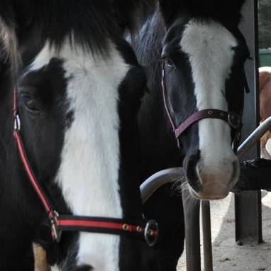 Anglesey Riding Centre | A horse yard on LiveryYards.com