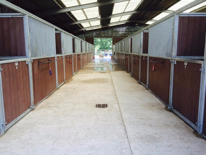 cavallo1