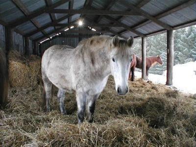 barn barn